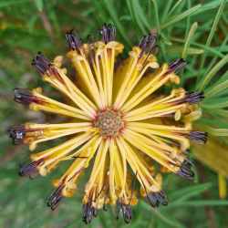 spinulosa var cunninghamii